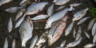 dead fish from River Thames pollution.jpg